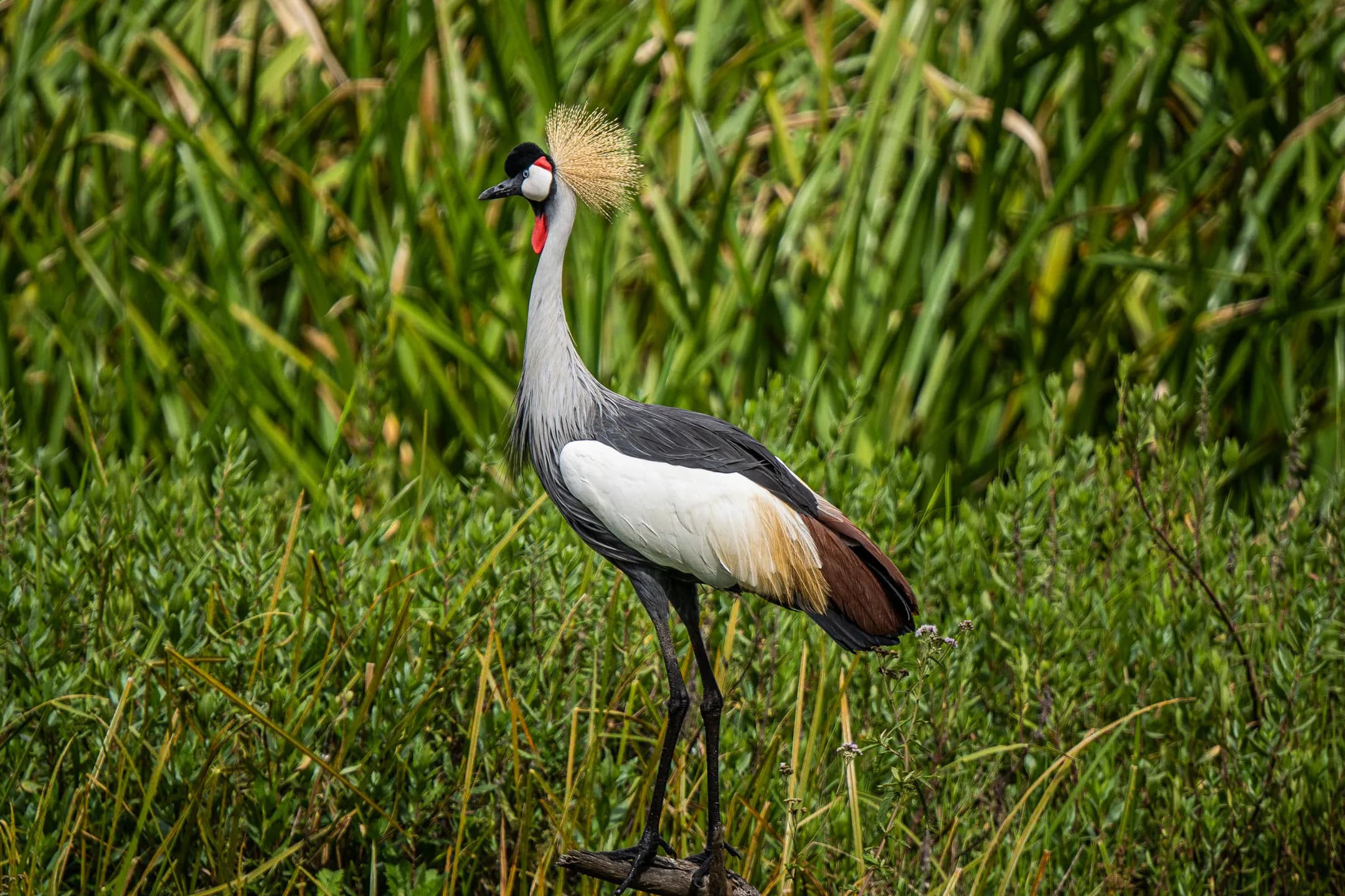 9. Bird Watching Experiences