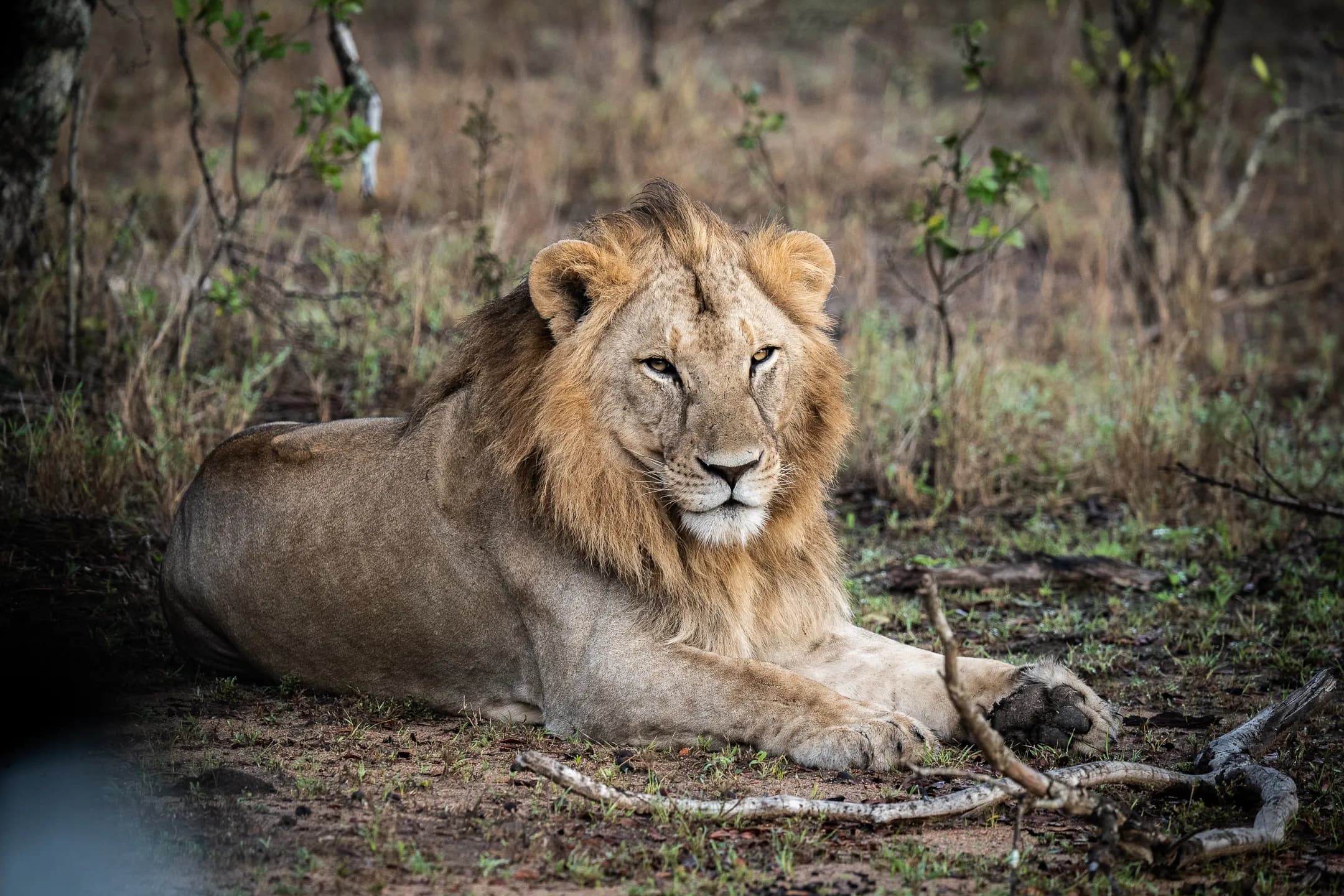 Kenyan Maasai people in traditional dress