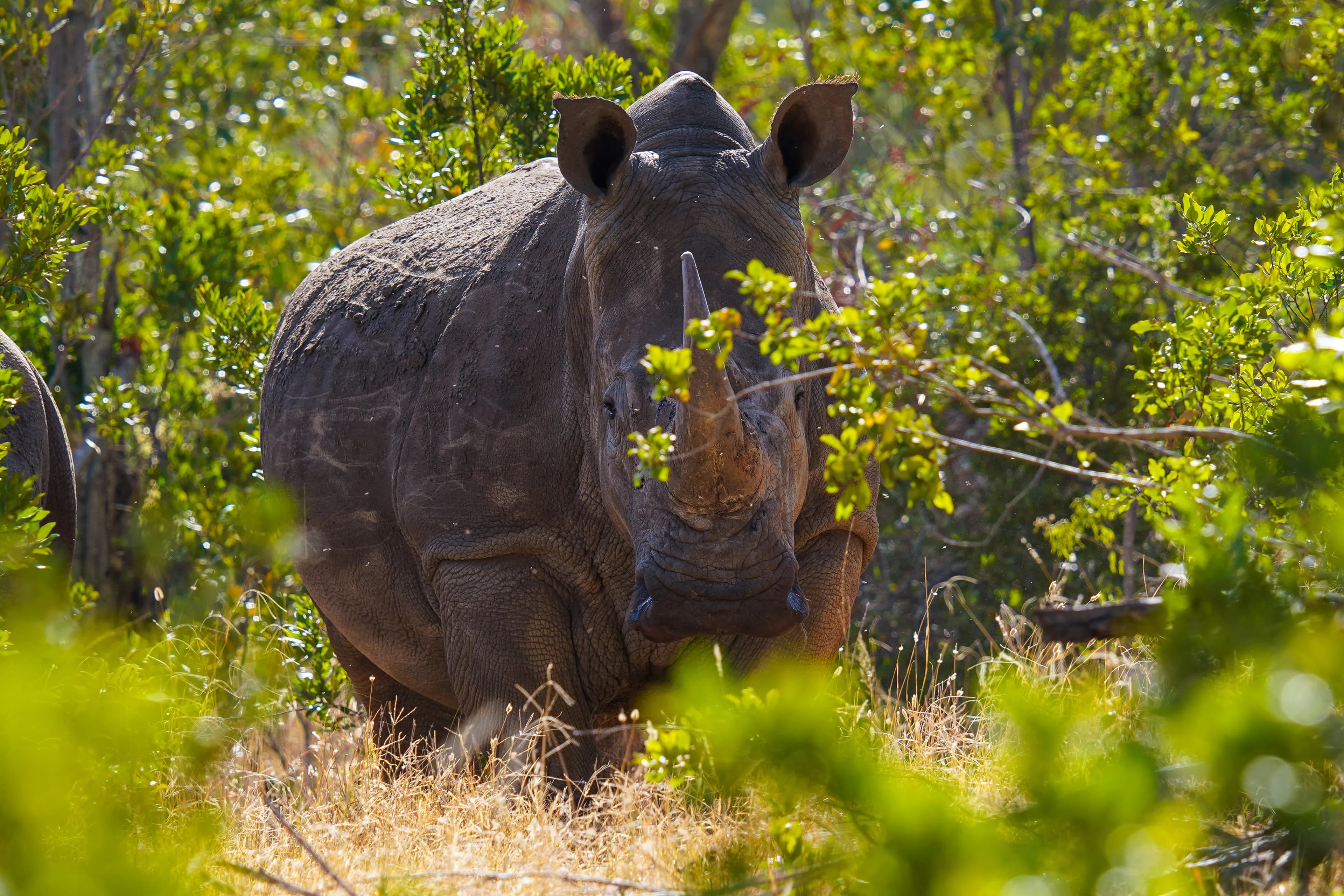 3. Kenya's Must-Do Experiences