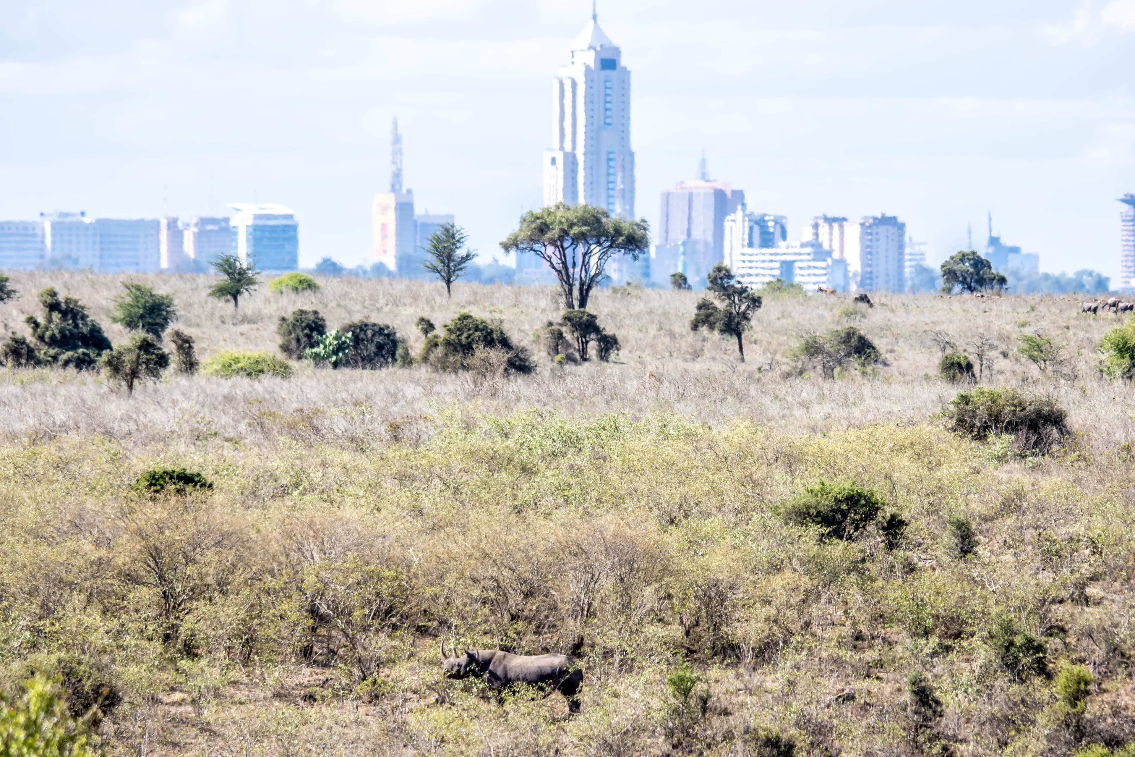 6. Nairobi: Urban experiences & wildlife all in one day